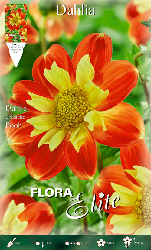 Dahlie Collarette Pooh St Ck Dahlienknollen Von Flora Elite