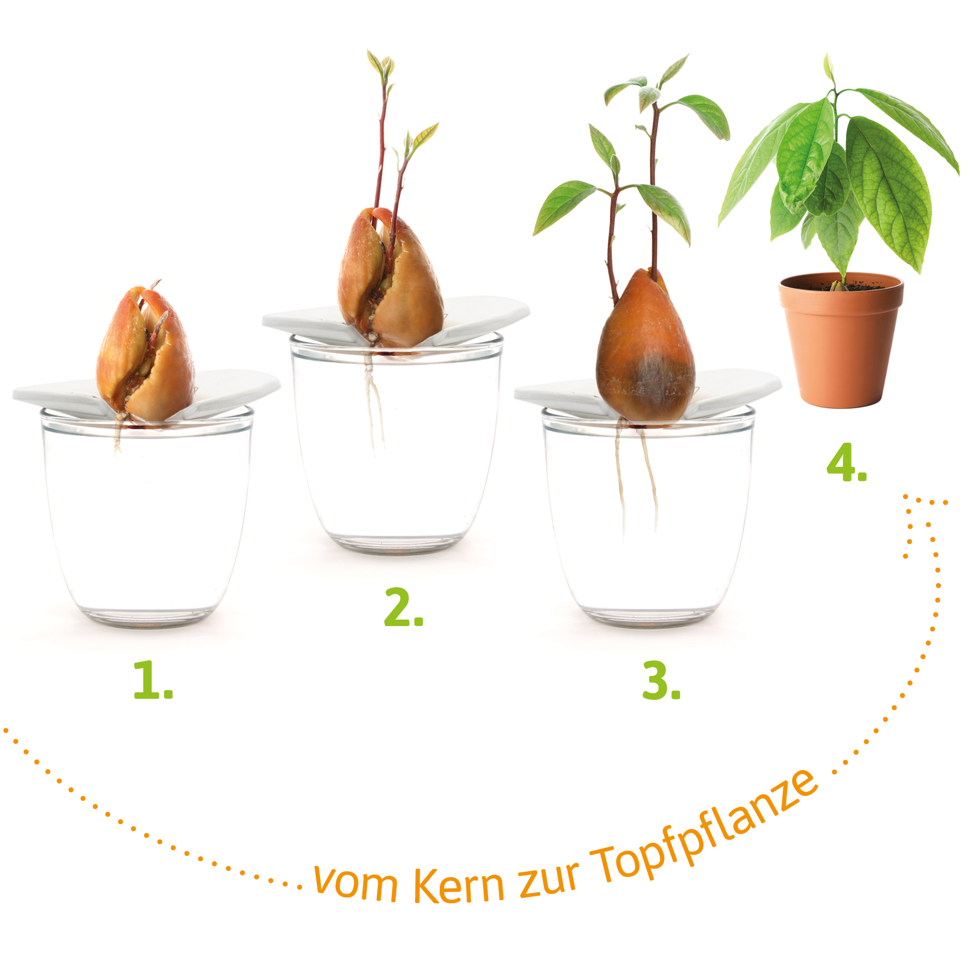 Keimplatte für kleine Kerne Innendurchmesser 2 cm Anzuchtschalen