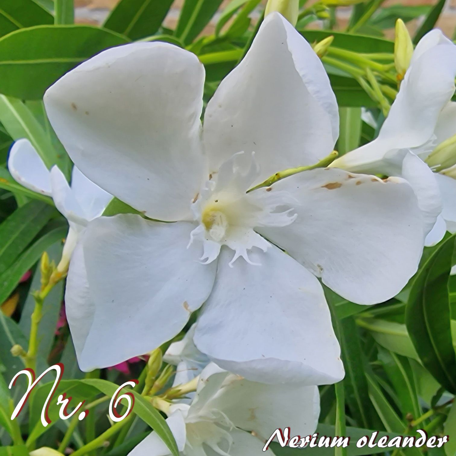 Oleander Thomas Nerium oleander Größe C03 Oleandershop