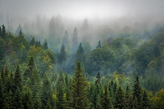 Coscienza ecologica