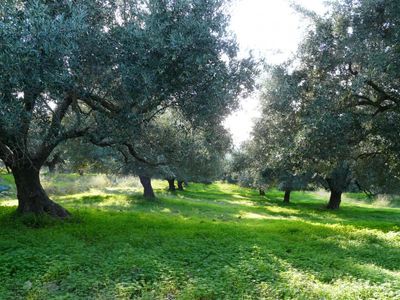 GU Sitia 0.3 Extra Natives Oliven&ouml;l Lantzanakis im Kanister 5L aus Kreta Premium Quality Extra – Bild 3