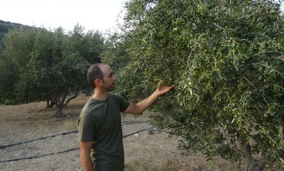 GU Sitia 0.3 Extra Natives Oliven&ouml;l Lantzanakis im Kanister 5L aus Kreta Premium Quality Extra – Bild 2