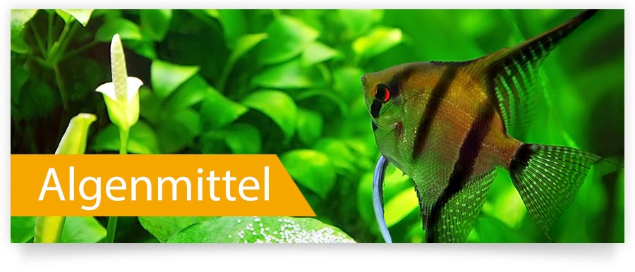 Algenmittel