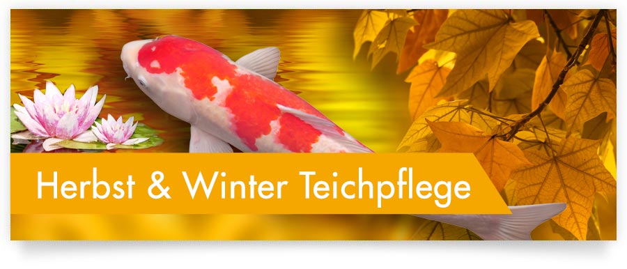 Herbst- und Winterpflege für Ihren Gartenteich