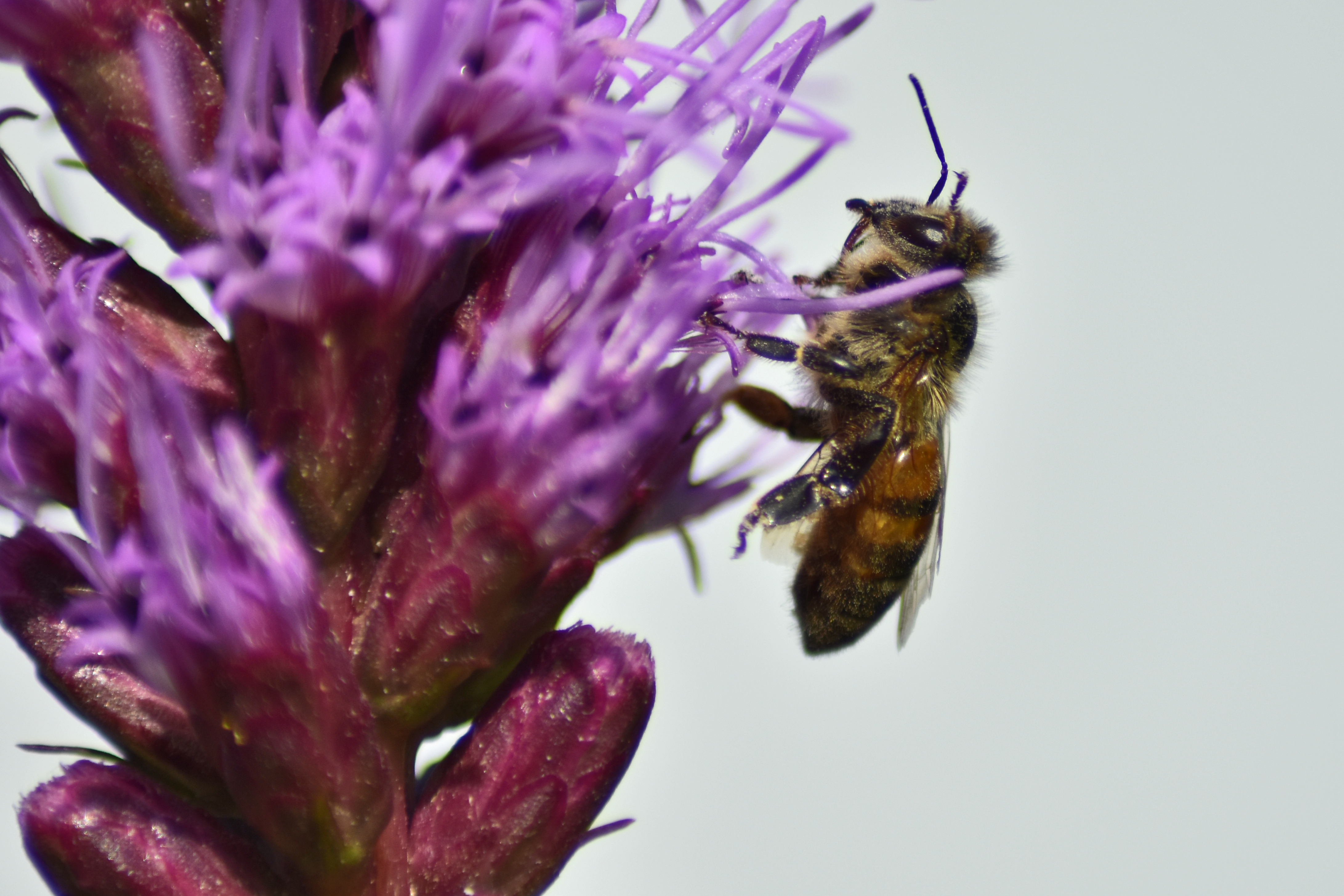 So gehen Sie mit Wespen im Garten richtig um