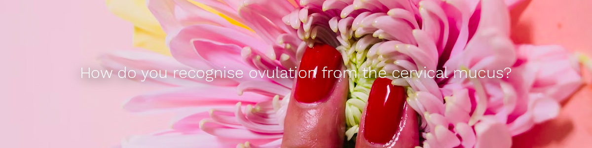 How do you recognise ovulation from the cervical mucus?