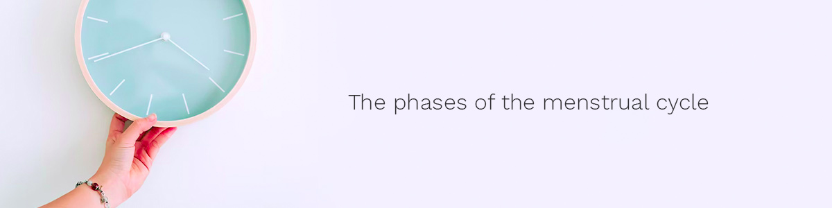 The phases of the menstrual cycle