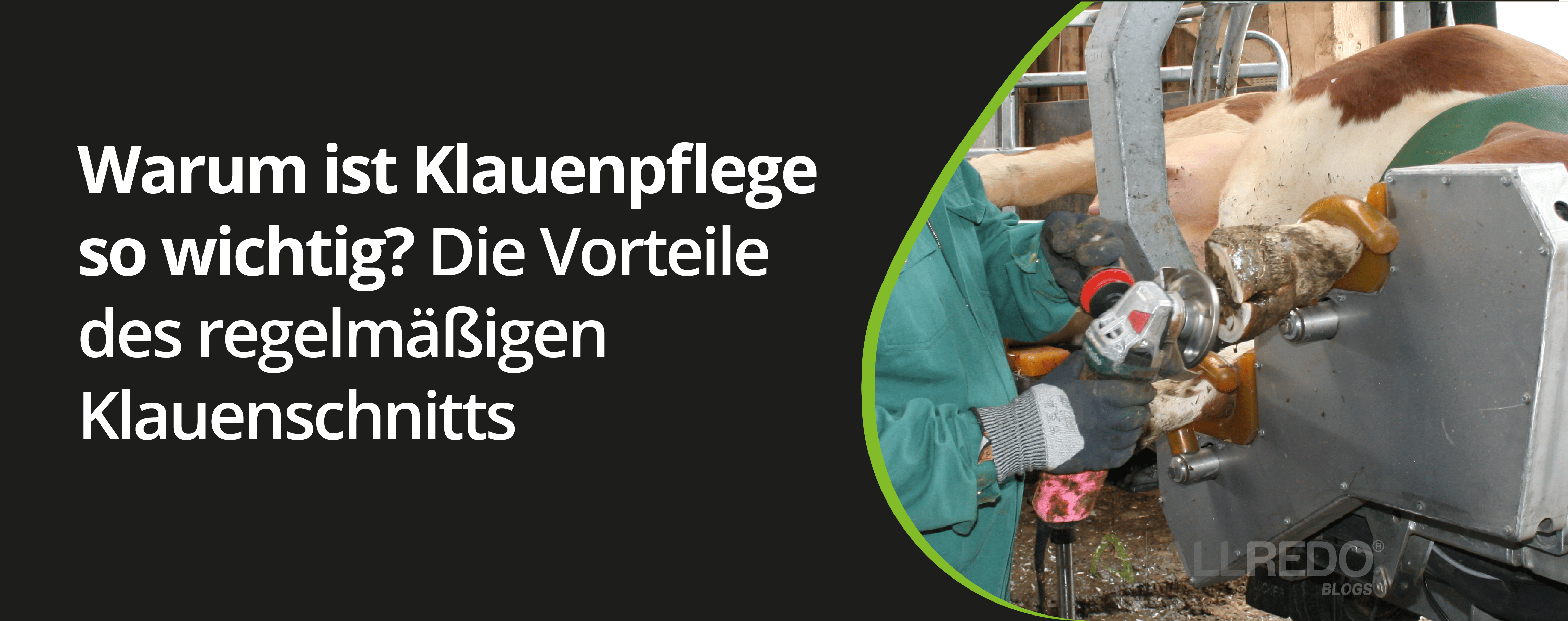 Warum ist Klauenpflege so wichtig? Die Vorteile des regelmäßigen Klauenschnitts