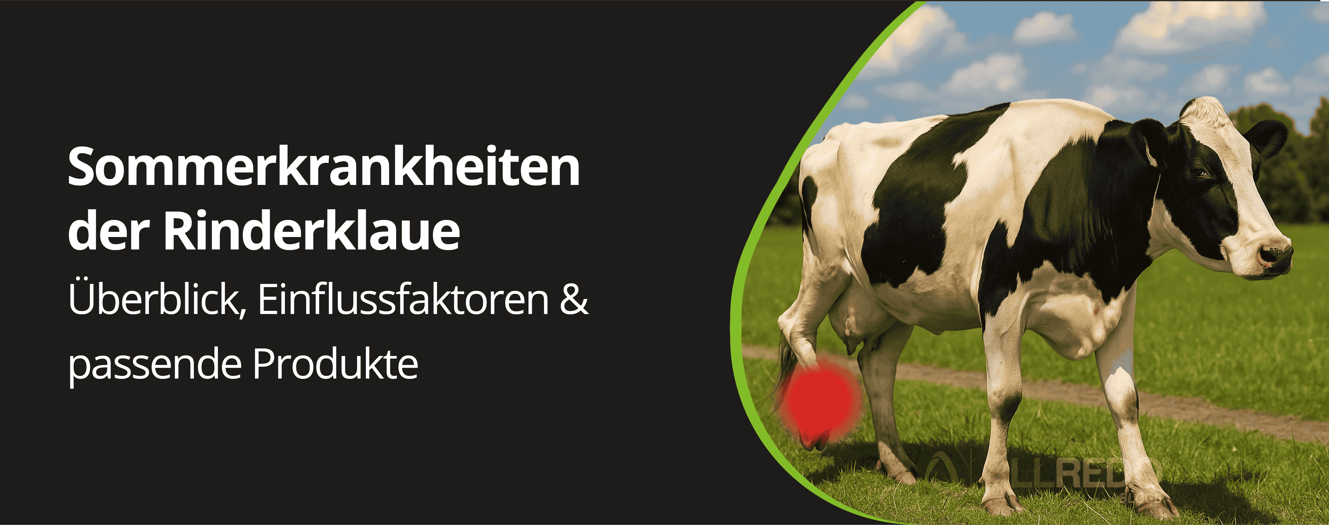 Sommerkrankheiten der Klaue – was du jetzt beachten musst