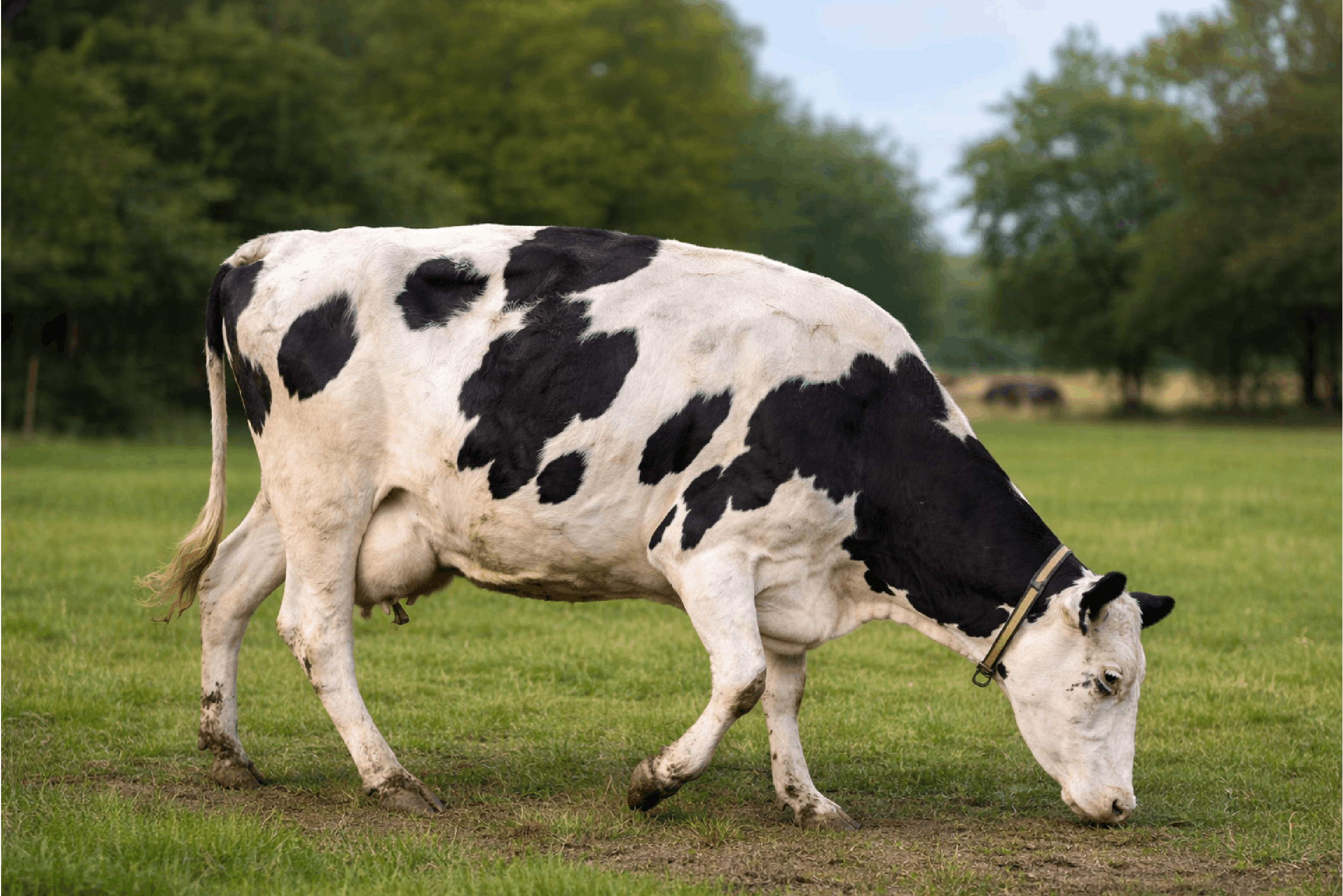 Klauenpflege Arbeitsplatz und Ablauf im Stall organisieren, Routine und Dokumentation umsetzen