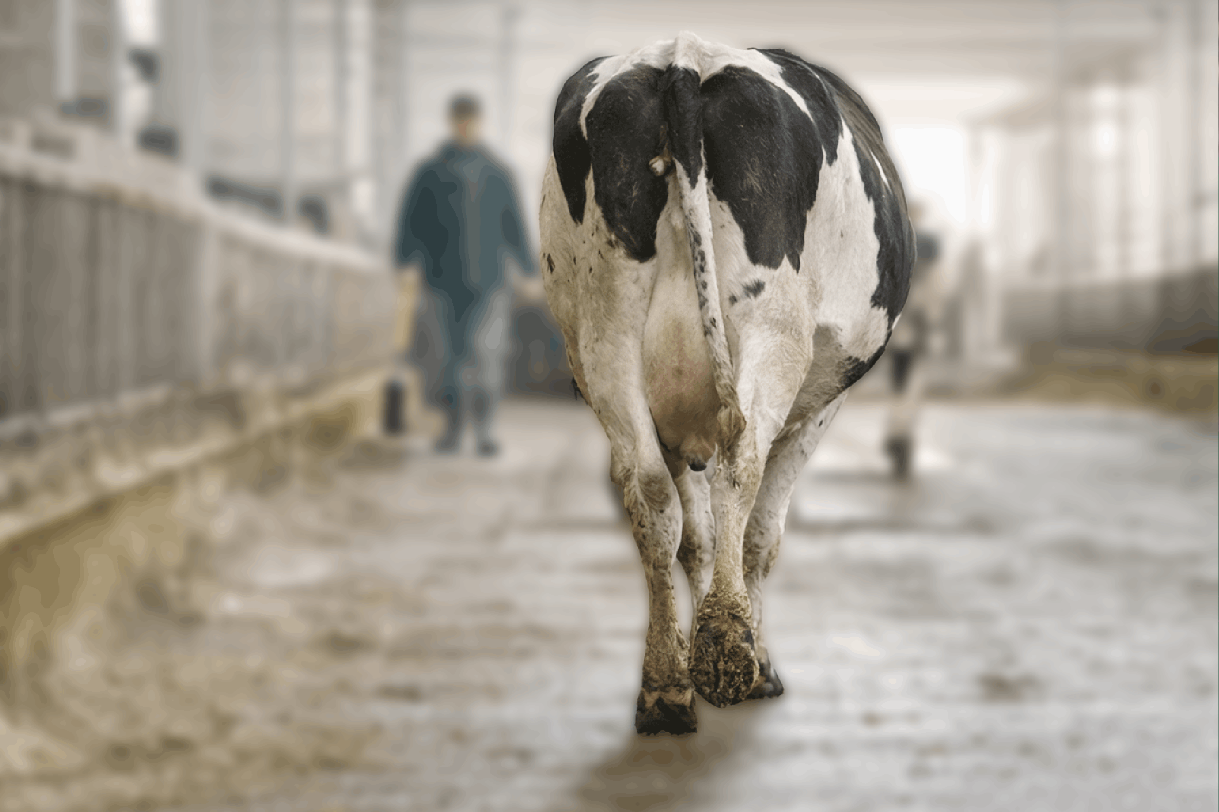 Gangbild bei Milchkühen beobachten, mindestens vier Schritte prüfen
