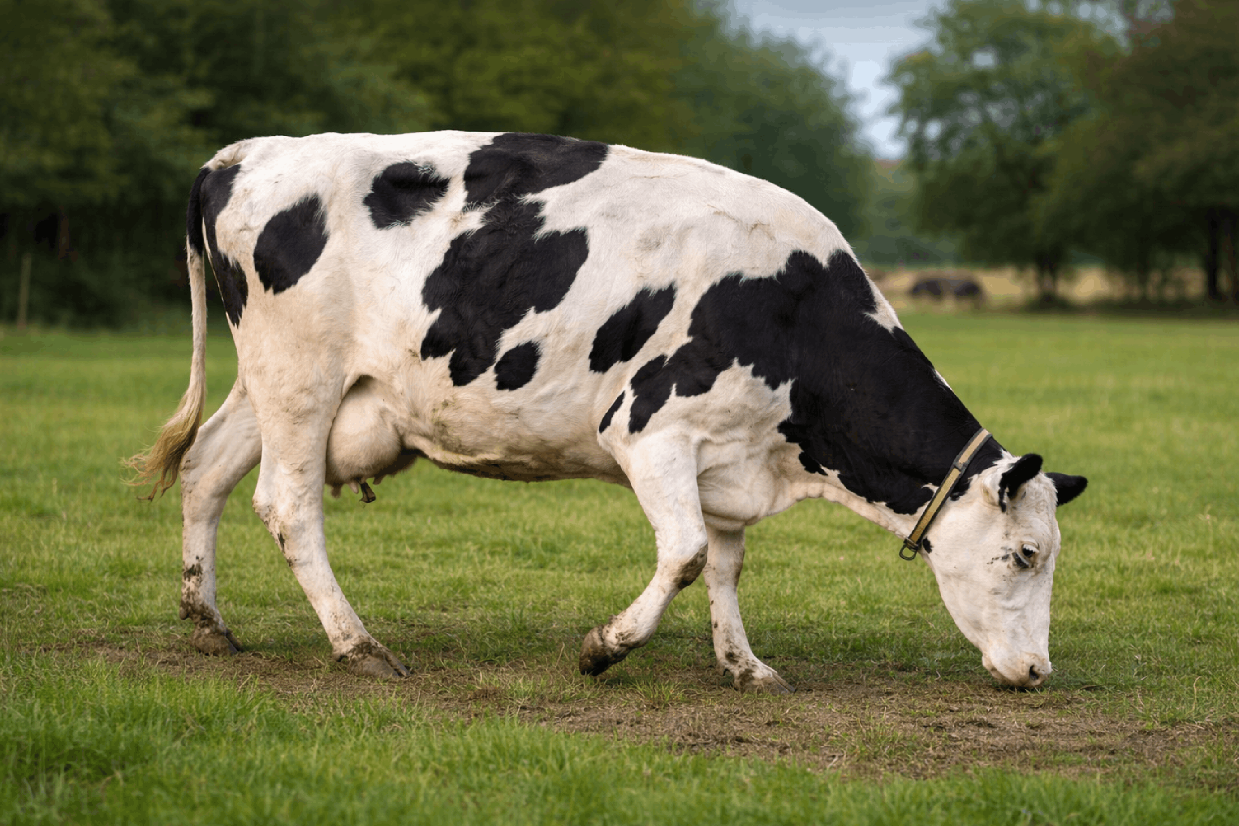 Klaue und Mobilität der Milchkuh, warum Klauengesundheit das Gangbild beeinflusst