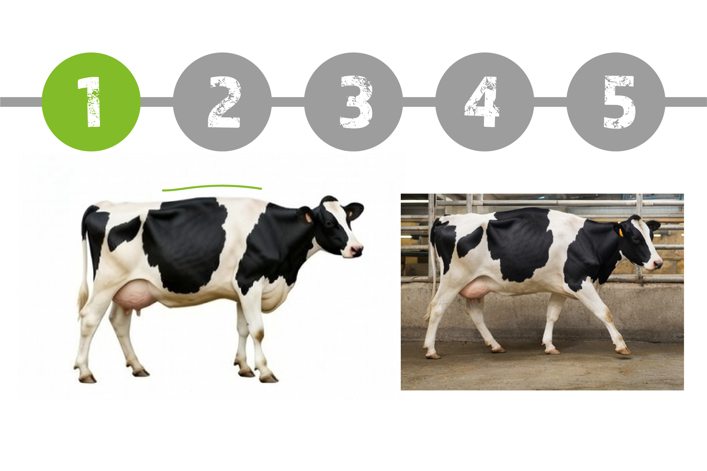 Lahmheit bei Milchkühen erkennen, Schritt 1 Schrittlänge und Rhythmus beobachten