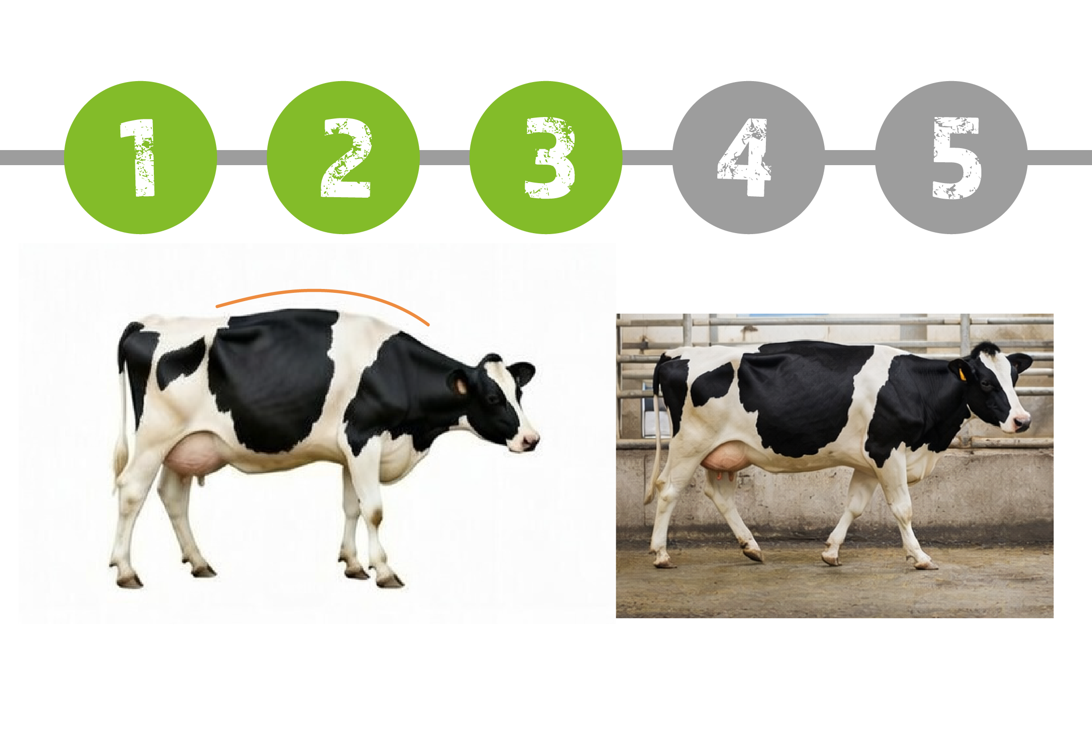 Lahmheit bei Milchkühen erkennen, Schritt 3 Gewichtsverteilung und Entlastung einer Klaue beobachten