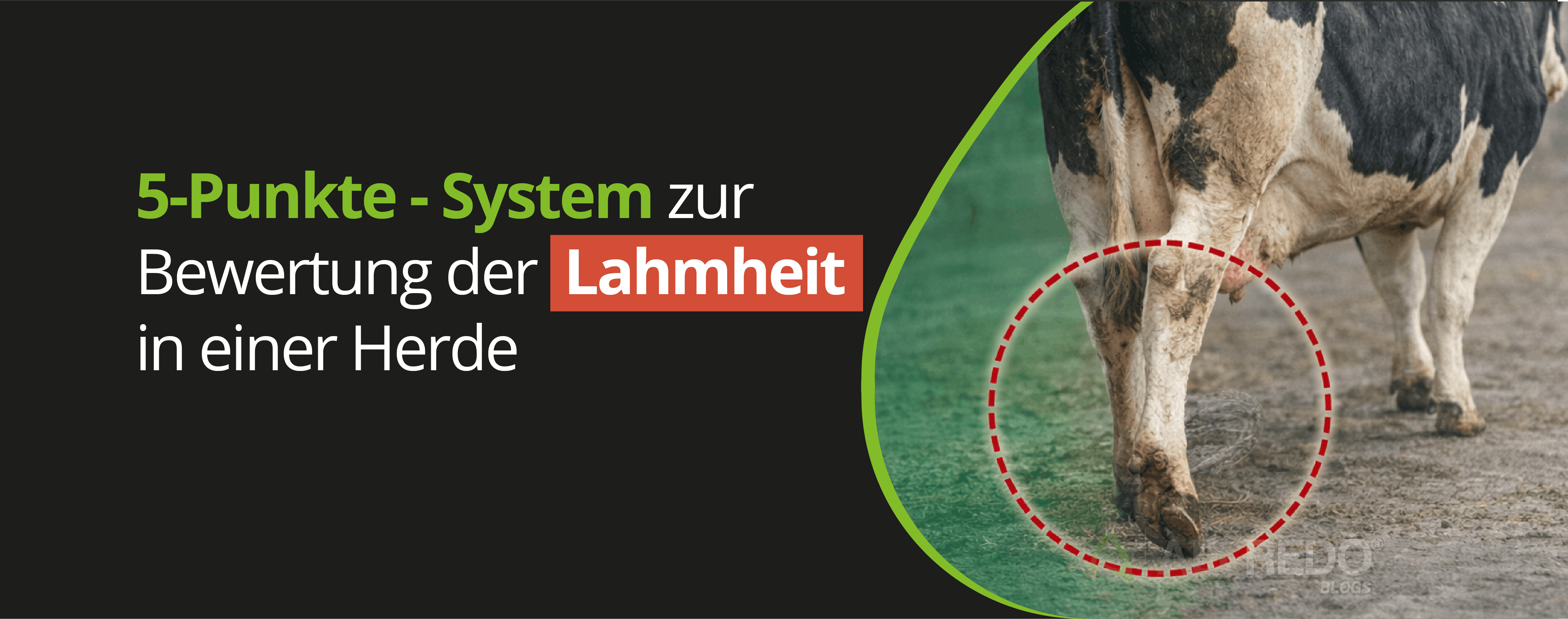5-Punkte - System zur Bewertung der Lahmheit  in einer Herde
