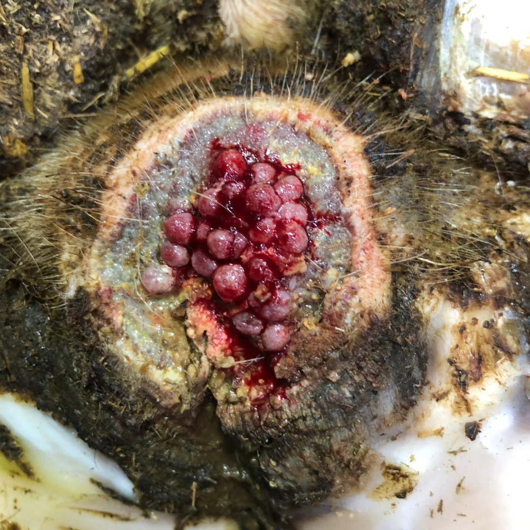 Digital Dermatitis (Mortellaro) – Beispielbild für Klauenhautveränderung