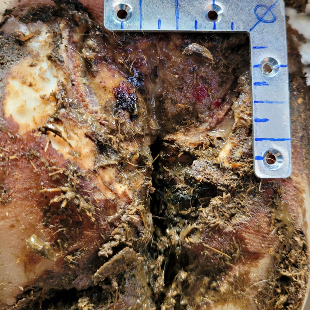 Mortellaro an der Rinderklaue – illustrative Nahaufnahme (Hinweisbild)