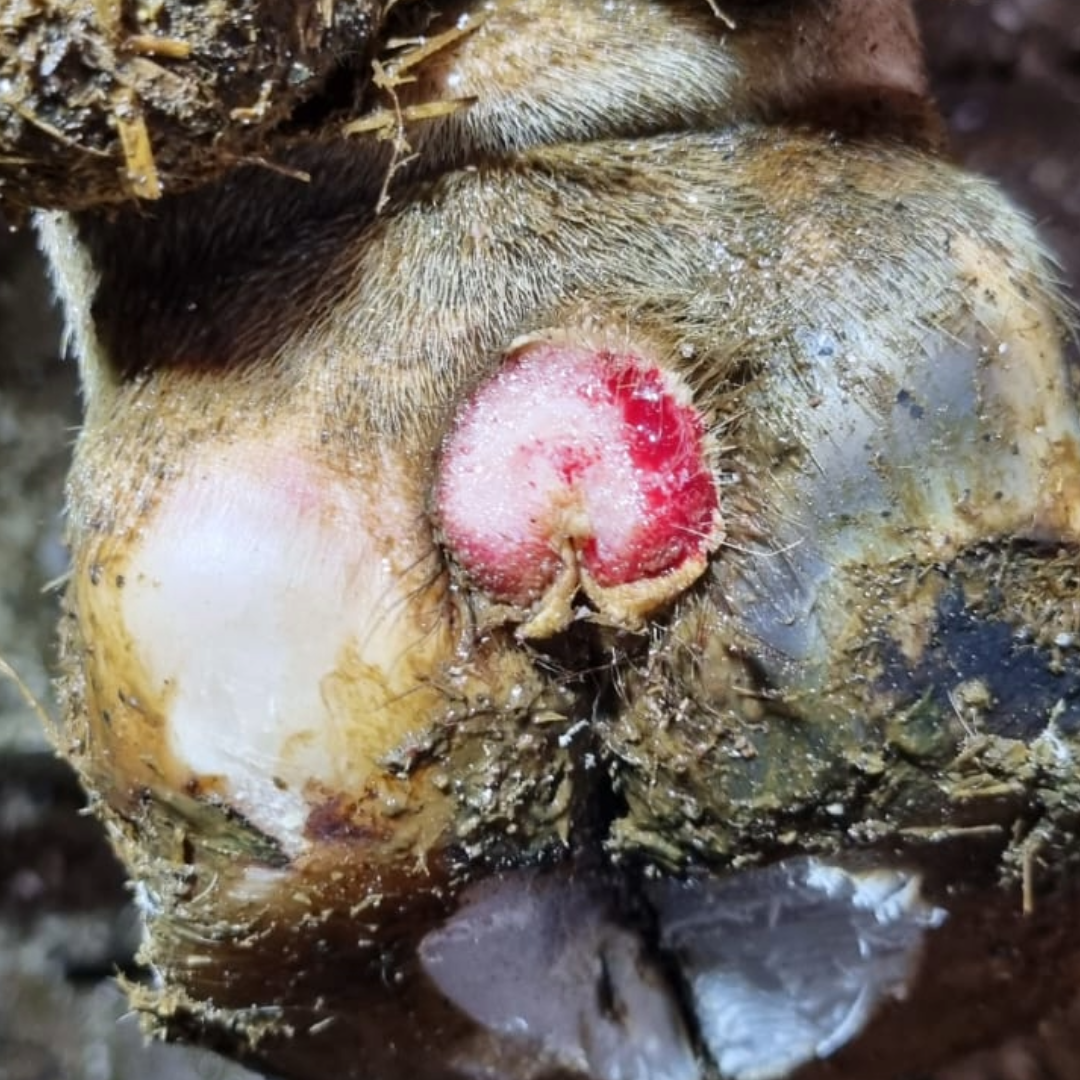 Zwischenklauenspalt – typische Hautareale bei Digital Dermatitis (Beispielbild)