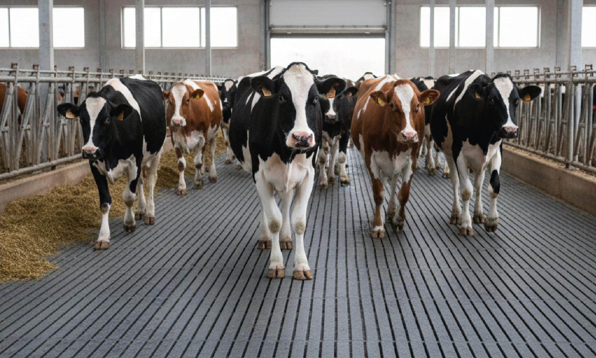 Kuhherde auf rutschfestem Laufgang