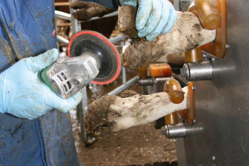 Klauenschneiden im Klauenstand