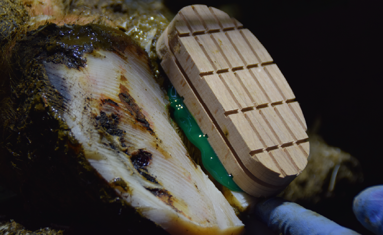 Klotzkleben im Klauenstand