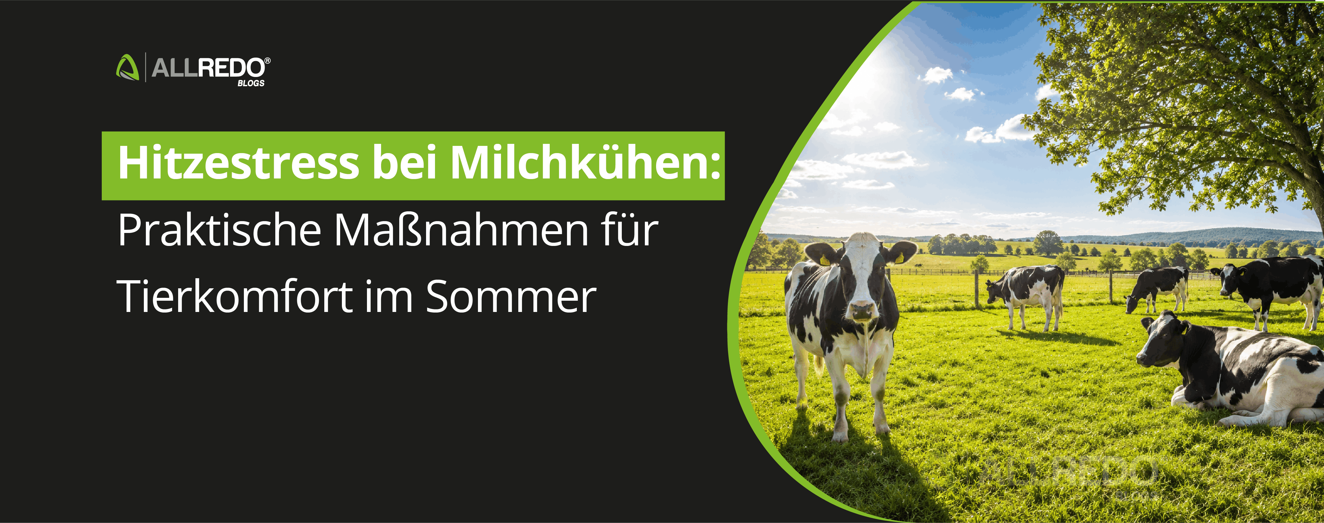Hitzestress bei Milchkühen: Praktische Maßnahmen für mehr Tierkomfort im Sommer