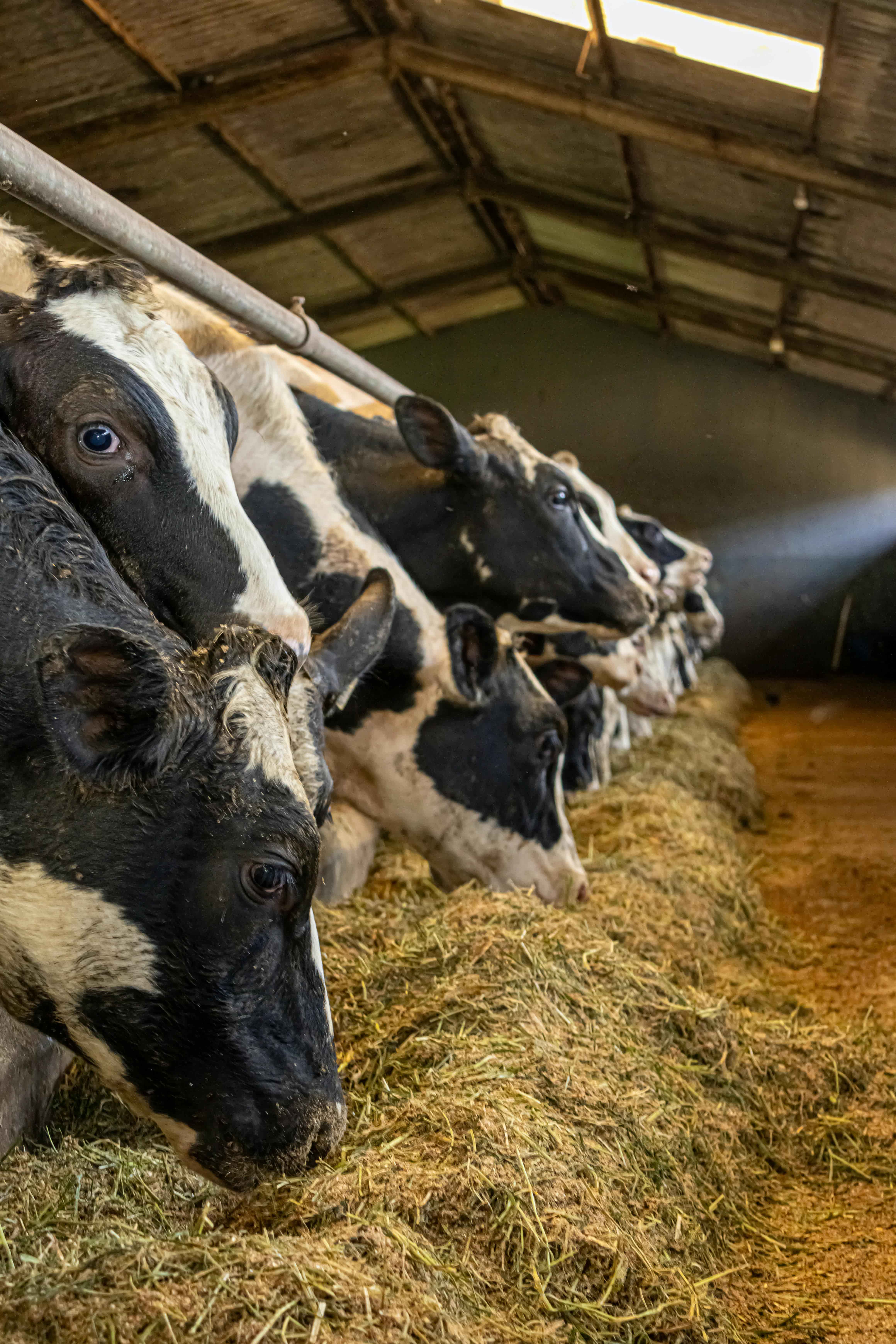 Weidende Kühe als Symbol für stabile Fütterungsgrundlagen