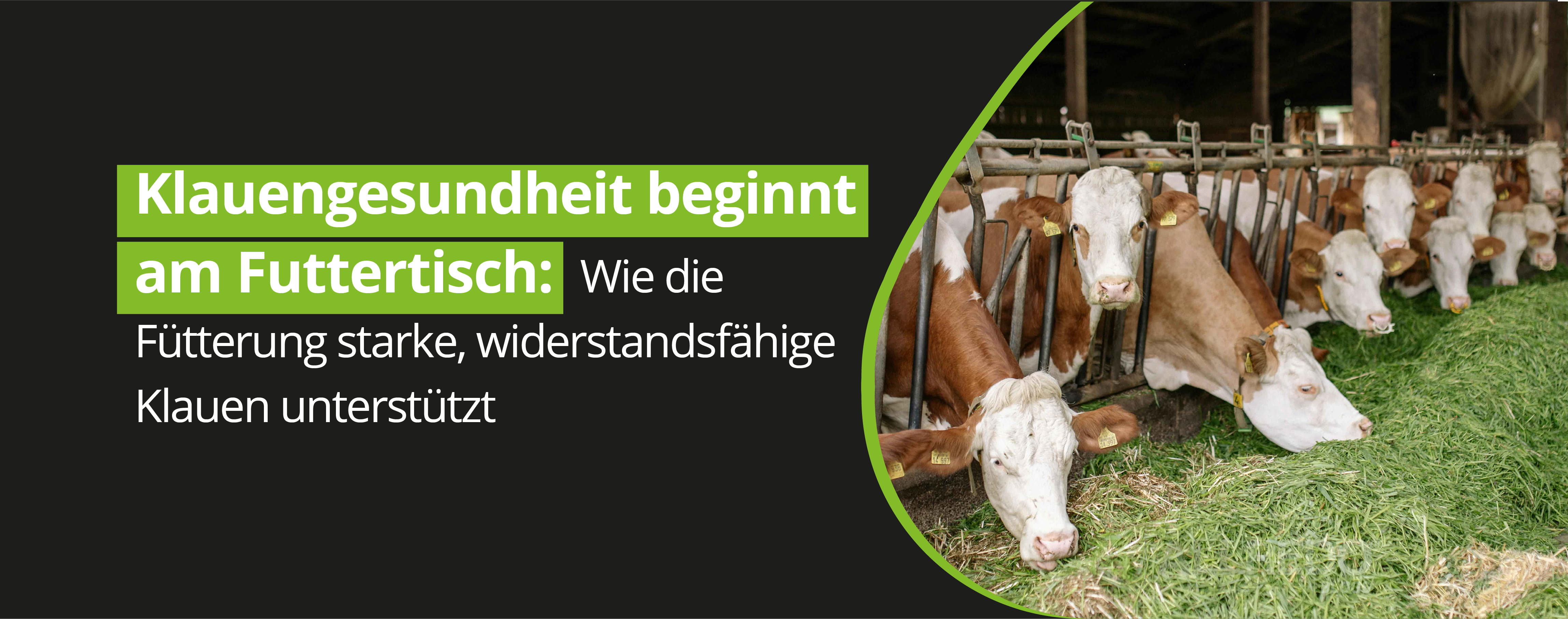 Klauengesundheit beginnt am Futtertisch: Wie die Fütterung starke, widerstandsfähige Klauen unterstützt