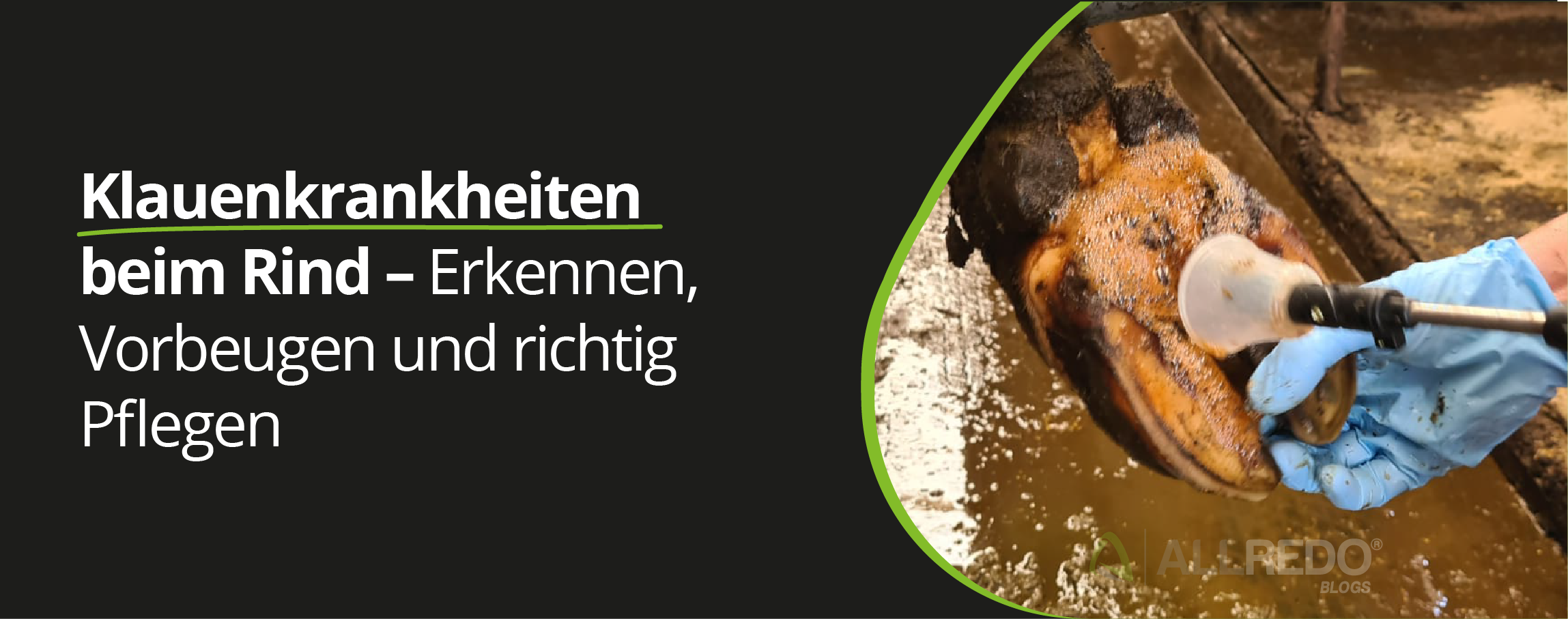 Klauenkrankheiten beim Rind – Erkennen, Vorbeugen und richtig Pflegen