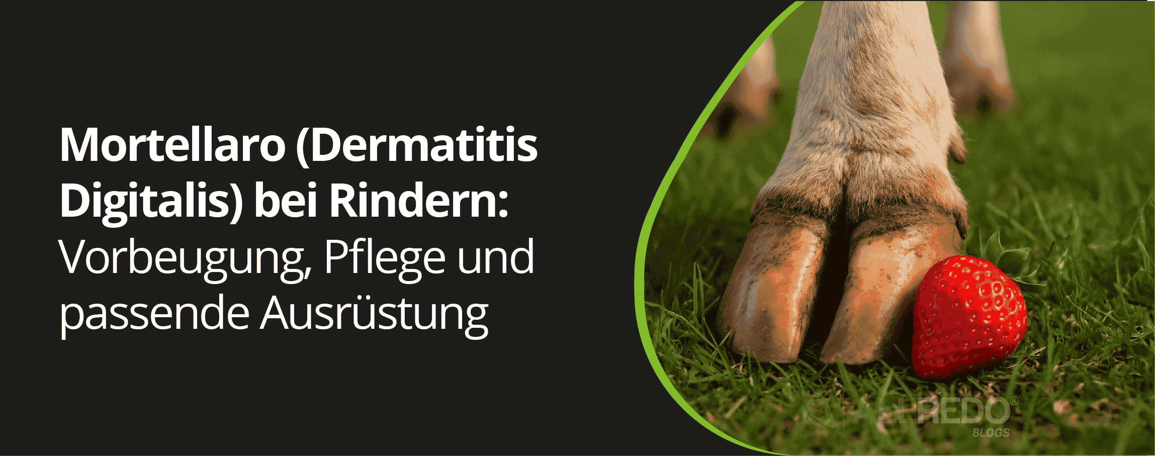 Mortellaro (dermatitis digitalis) bei Rindern: Vorbeugung, Pflege und passende Ausrüstung