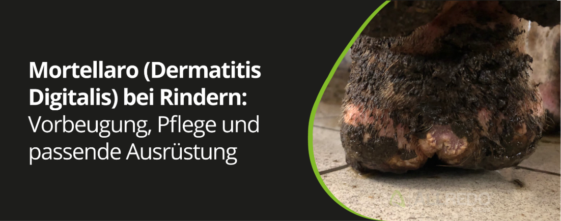 Mortellaro (dermatitis digitalis) bei Rindern: Vorbeugung, Pflege und passende Ausrüstung