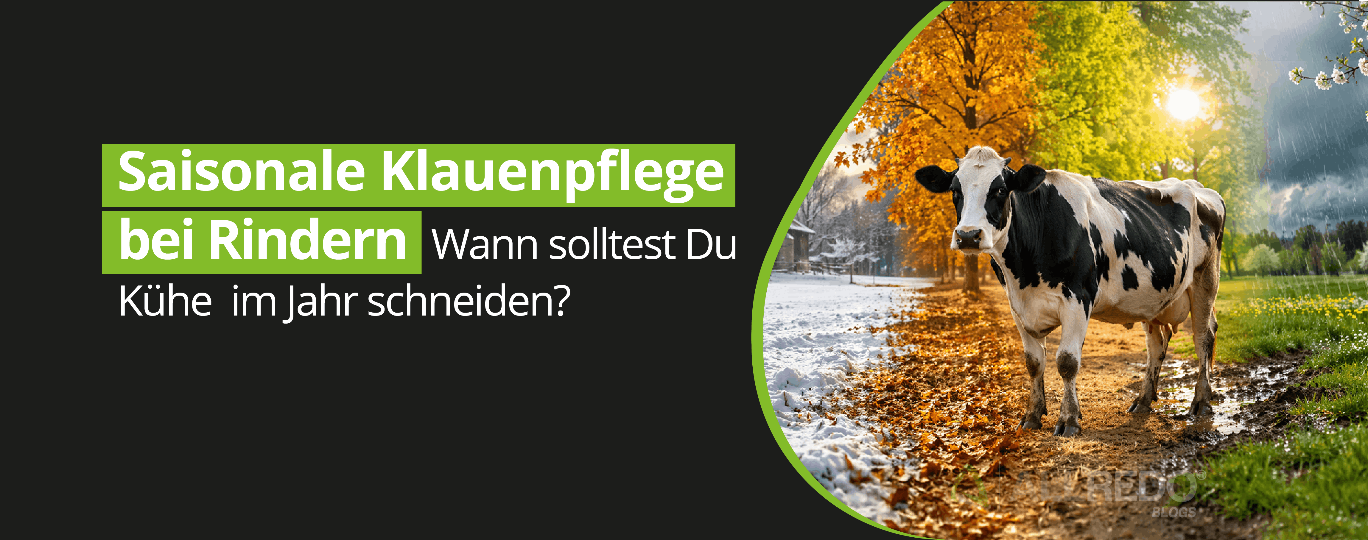 Saisonale Klauenpflege bei Rindern: Wann solltest Du Kühe im Jahr schneiden?