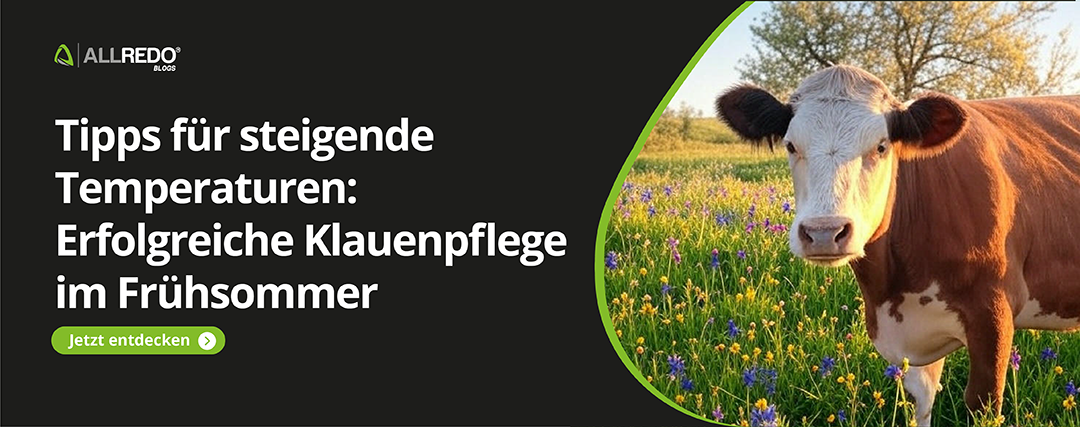 Tipps für steigende Temperaturen: Erfolgreiche Klauenpflege im Frühsommer