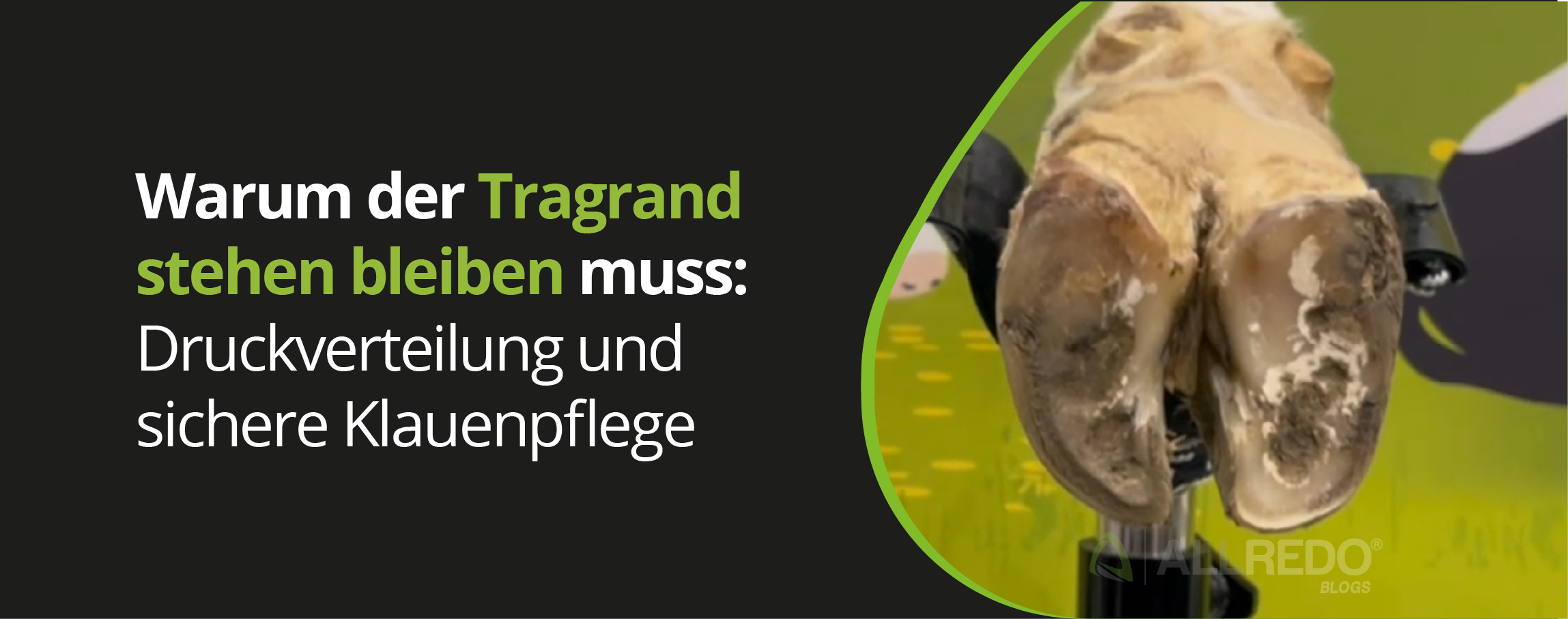 Warum der Tragrand stehen bleiben muss Druckverteilung und sichere Klauenpflege