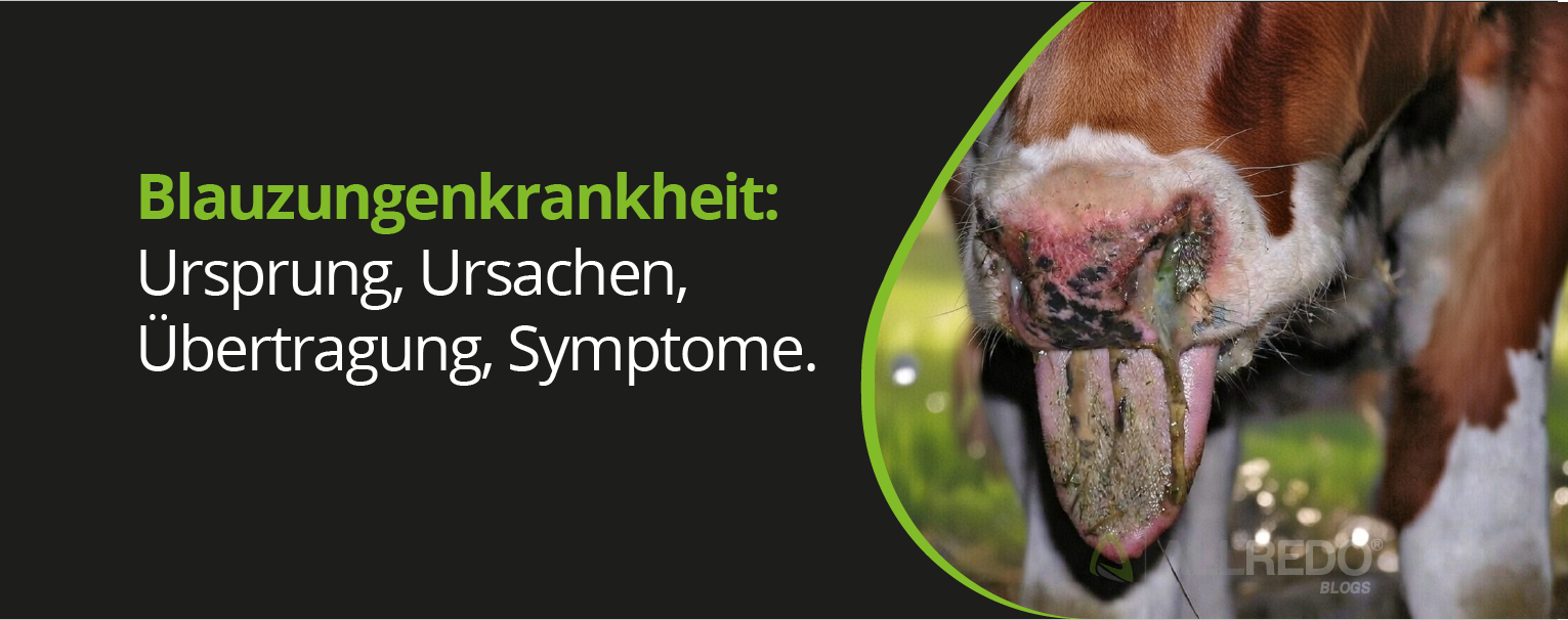 Blauzungenkrankheit in Deutschland. Was Tierhalter wissen sollten