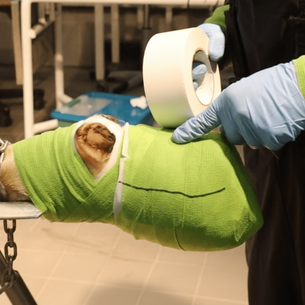 ALLREDO Gewebeband GB4541  50 mm x 50 m