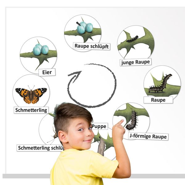 Lebenszyklus Schmetterling, magnetisch, 16-tlg. | kitaeinkauf.de