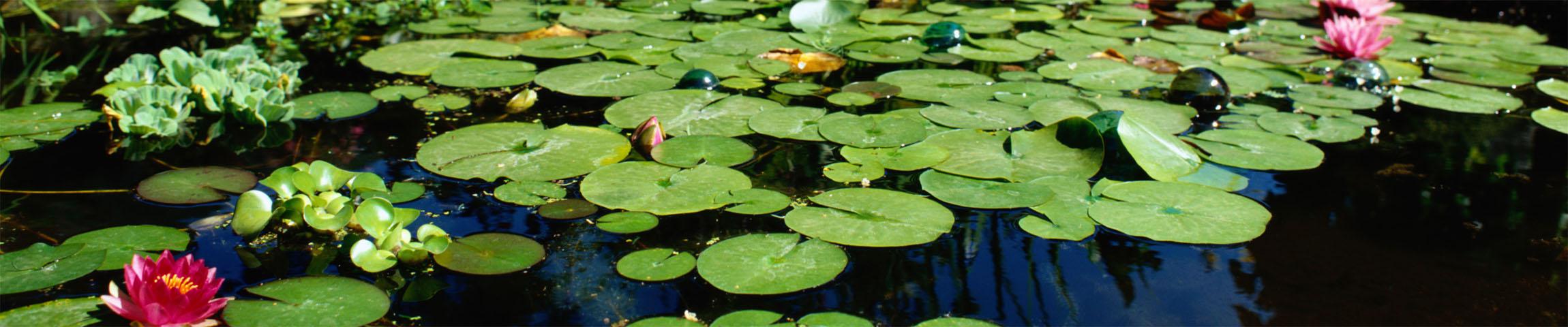 Gartenteich