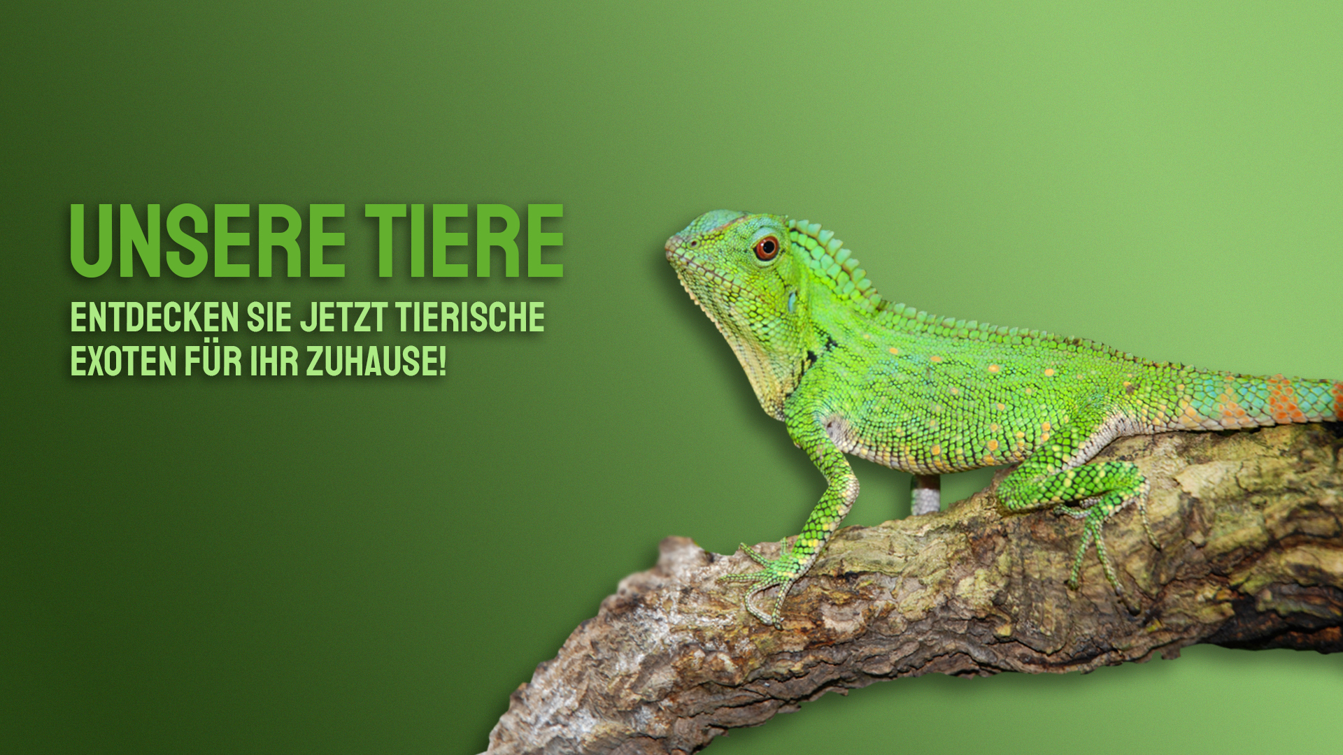 Tiere
