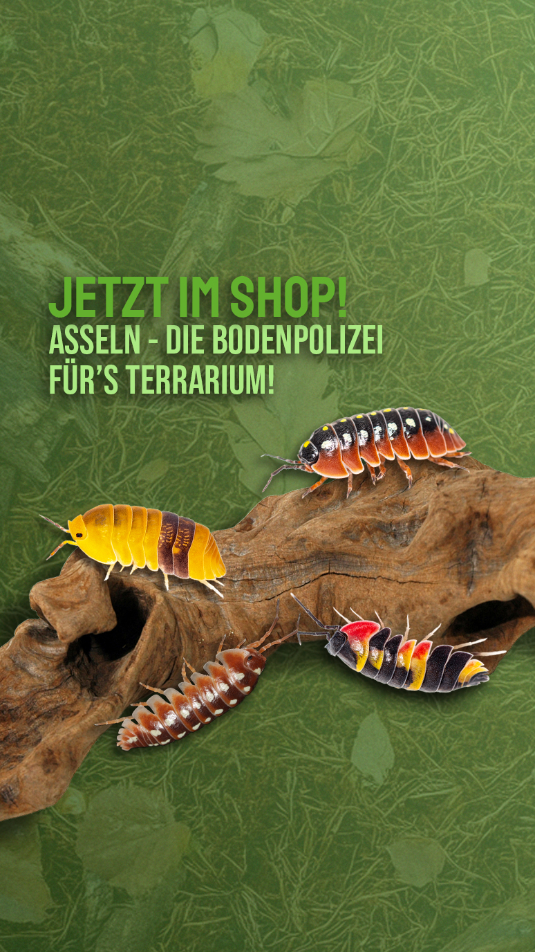 Asseln/Isopods
