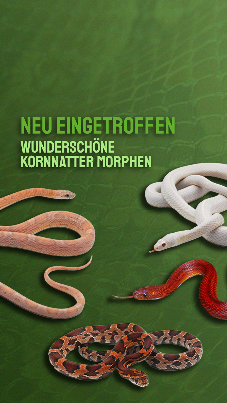 Kornnattern