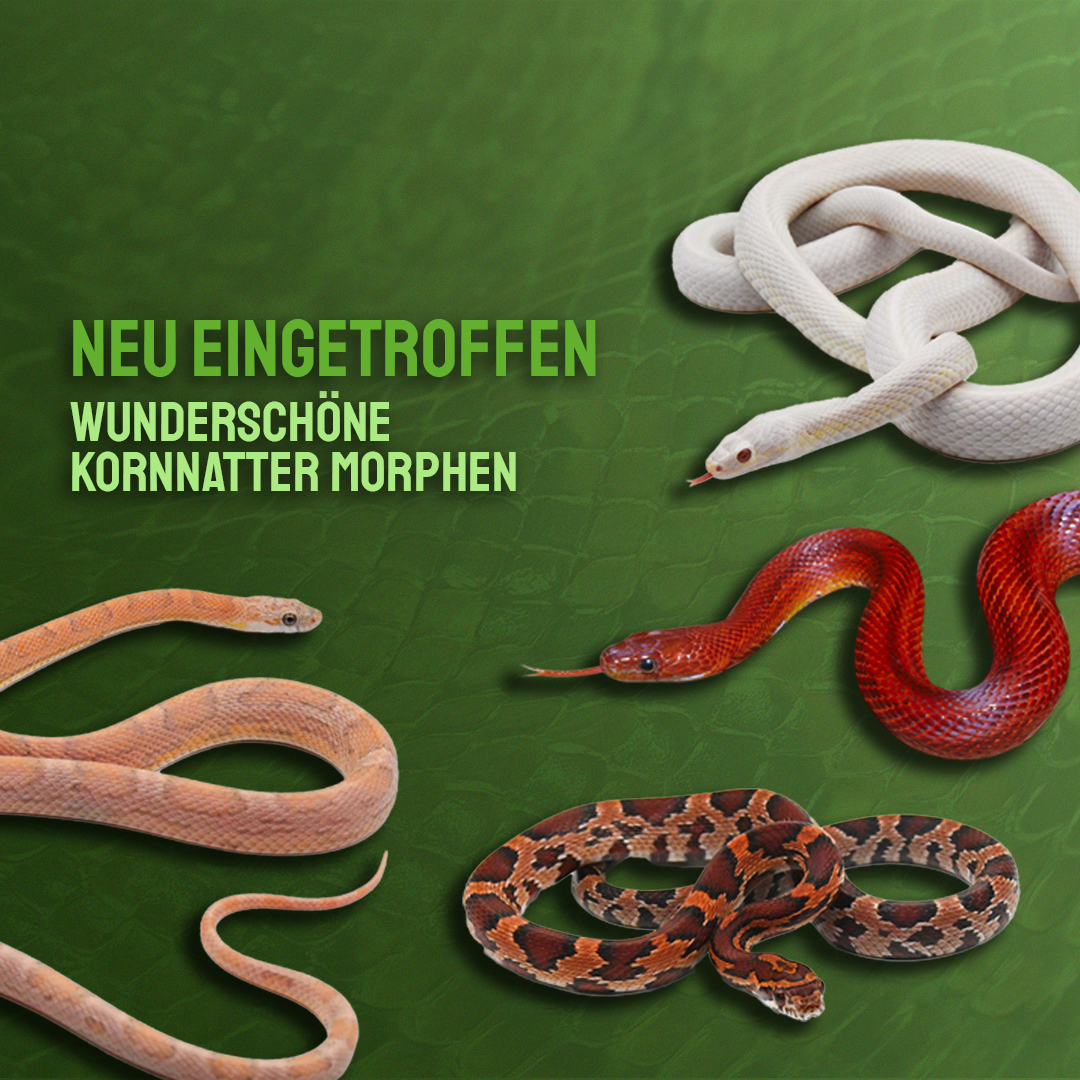 Kornnattern