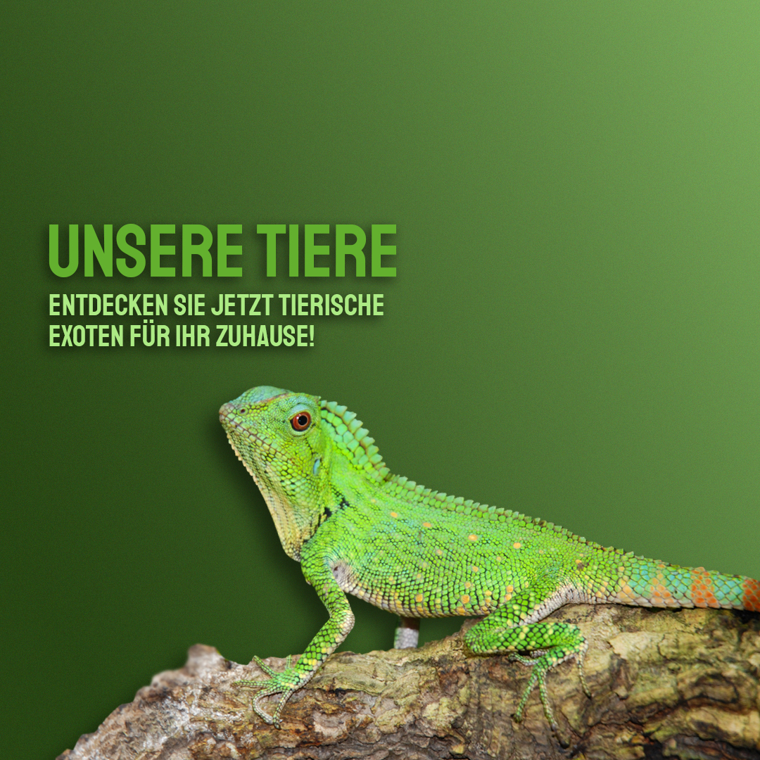 Tiere