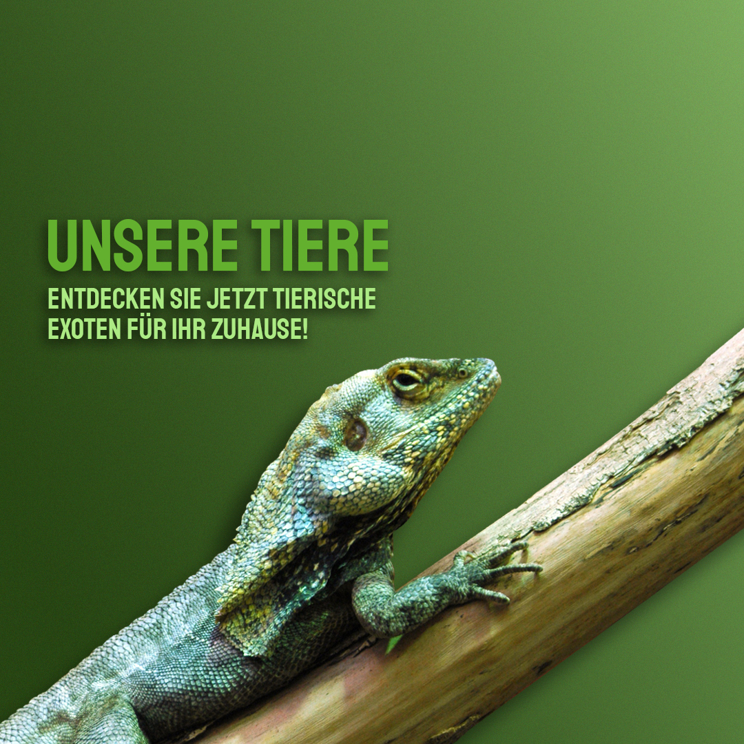 Tiere
