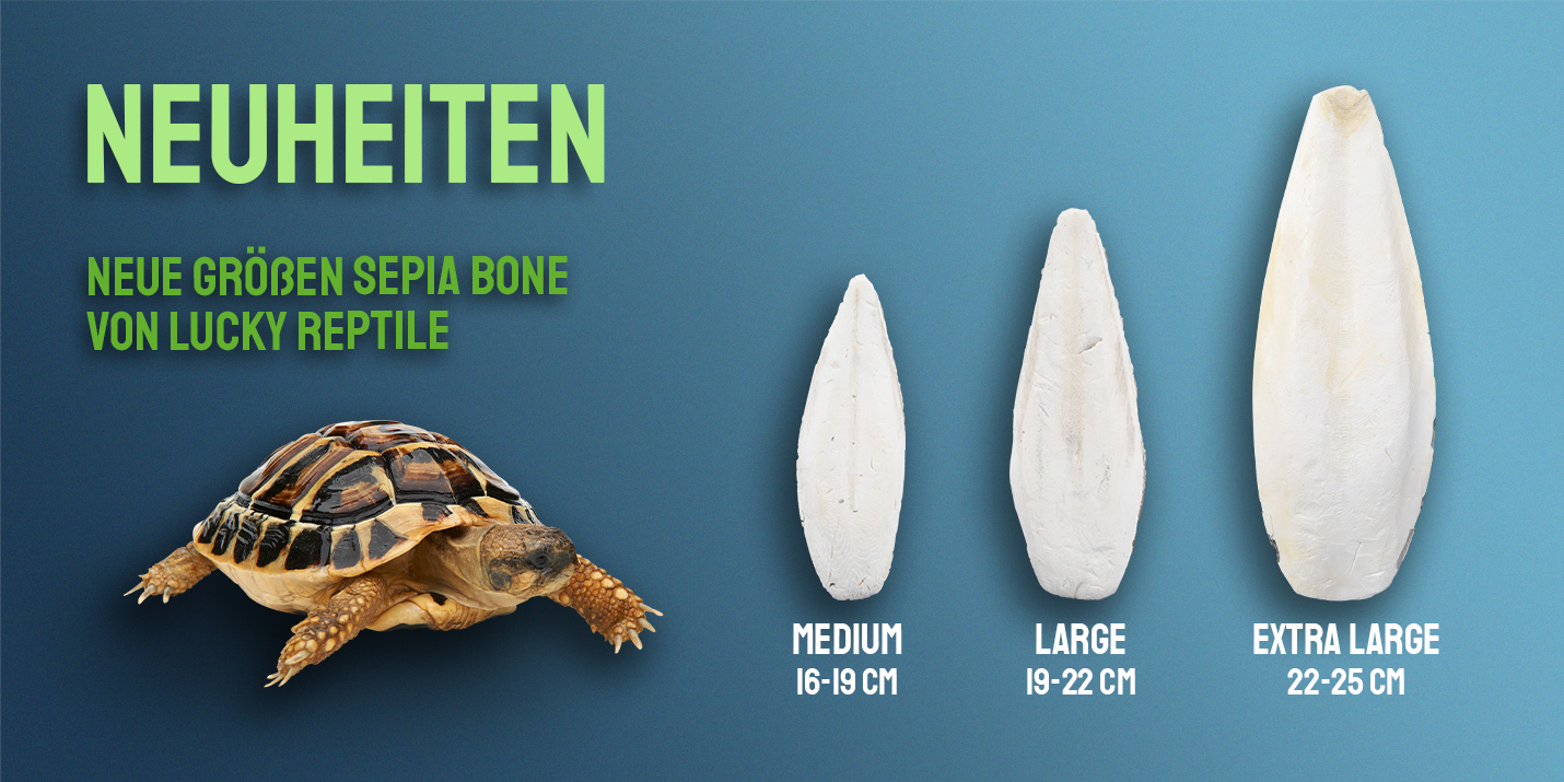     Lucky Reptile Sepia Bone