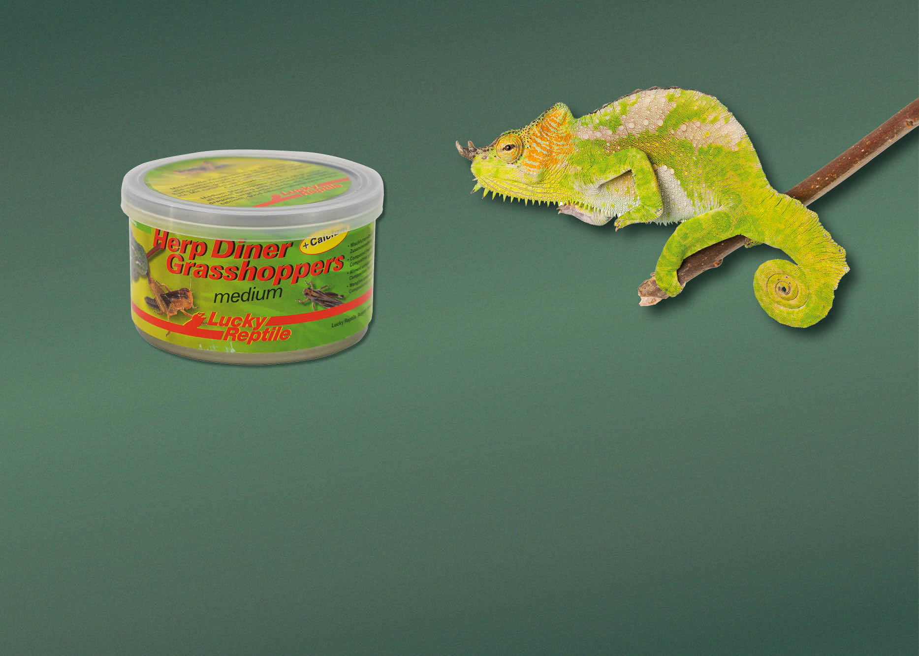 Futter für Insektenfresser