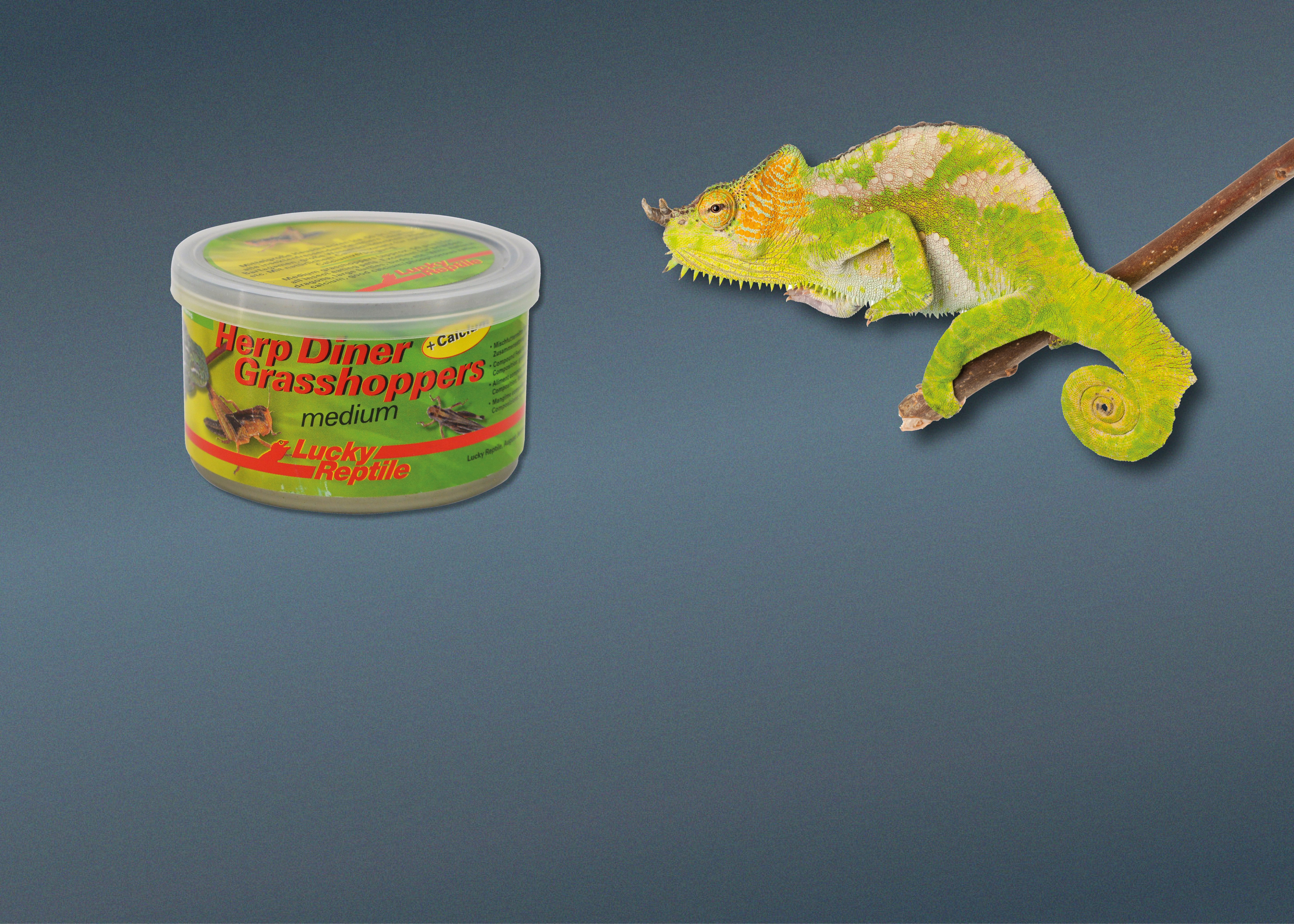 Futter für Insektenfresser