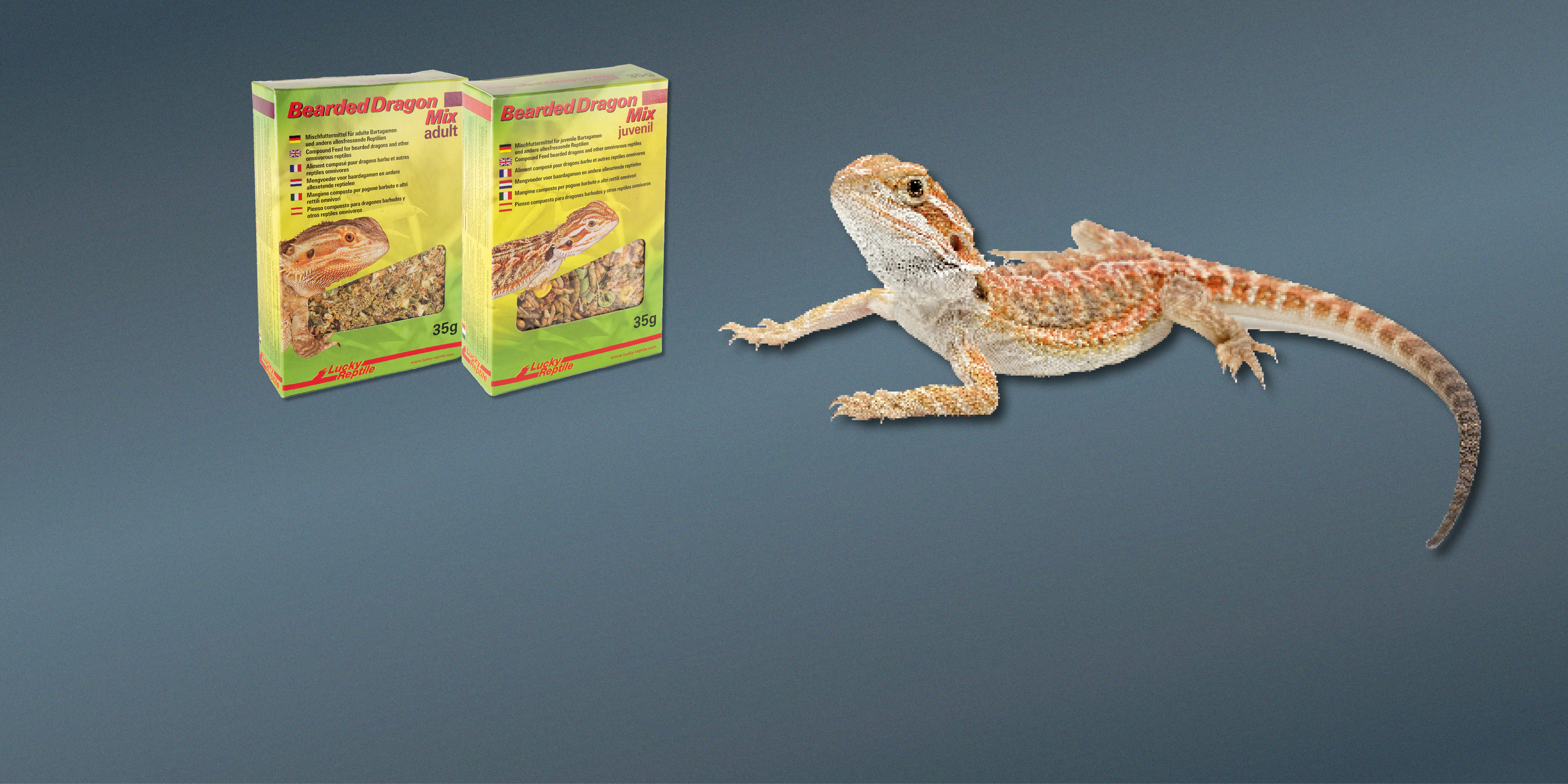 Futter für Bartagamen