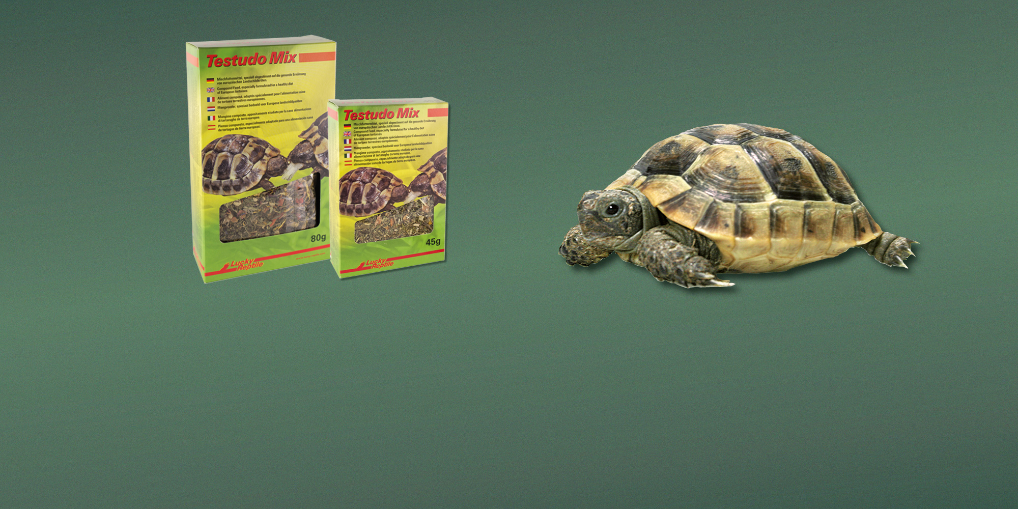 Futter für Landschildkröten