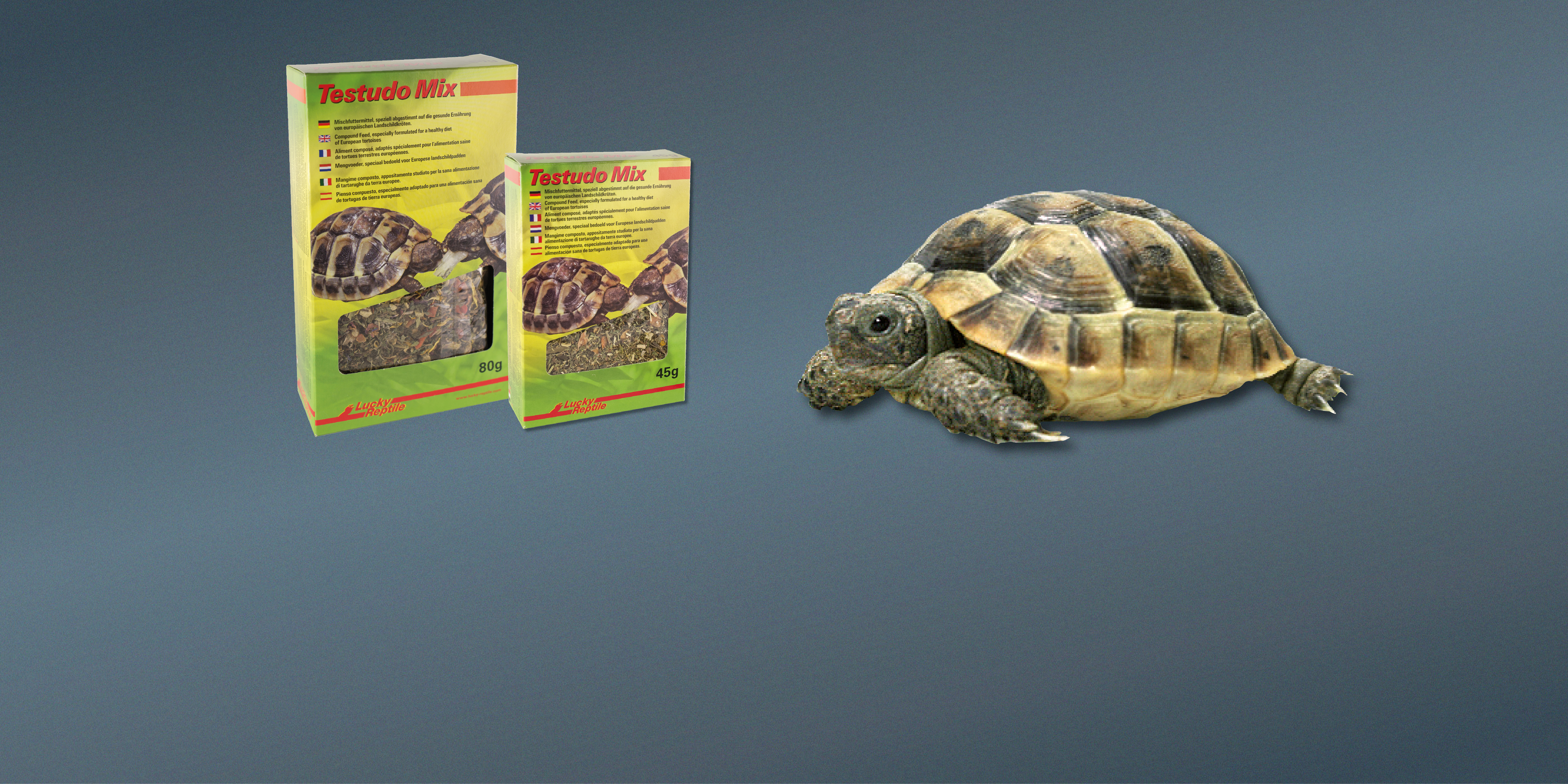 Futter für Landschildkröten